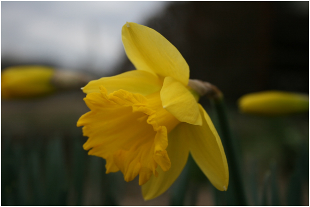Yellow Flower